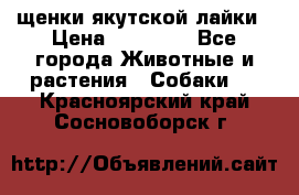 щенки якутской лайки › Цена ­ 15 000 - Все города Животные и растения » Собаки   . Красноярский край,Сосновоборск г.